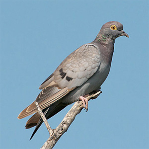 Yellow-eyed Pigeon